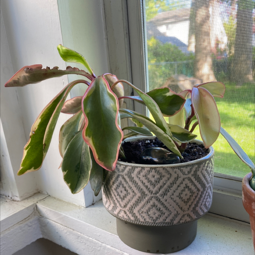 Photo of the plant species Jelly Peperomia by @tessam named Hermione on Greg, the plant care app