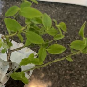 Photo of the plant species Top Hat Blueberry by @ShowyPuriri39 named Figyonce on Greg, the plant care app