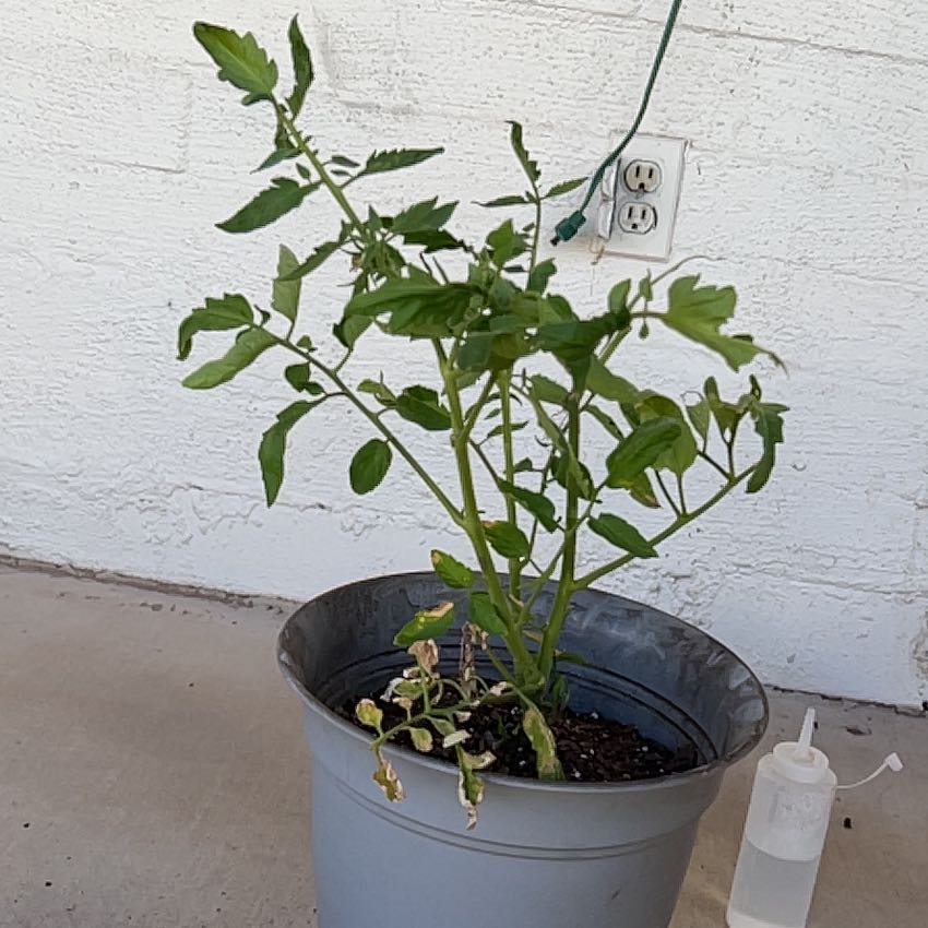 Photo of the plant species Celebrity Tomato by @CourtlyBroom37 named Tomato on Greg, the plant care app