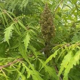 Photo of the plant species Sicilian Sumac by @PeachyWildyam10 named Walt on Greg, the plant care app