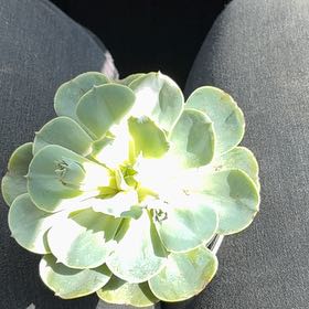 Photo of the plant species Echeveria 'Love's Light' by @ComicPinkpoui38 named Xena on Greg, the plant care app