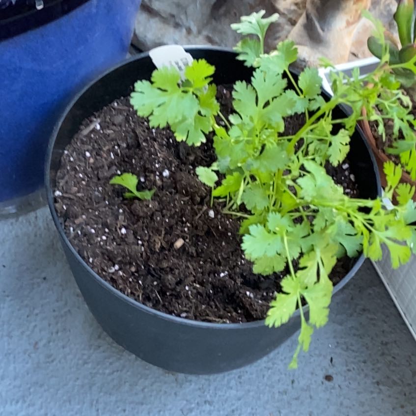 Photo of the plant species Cilantro 'Slobolt' by @CrispCorrea57 named Shakira on Greg, the plant care app