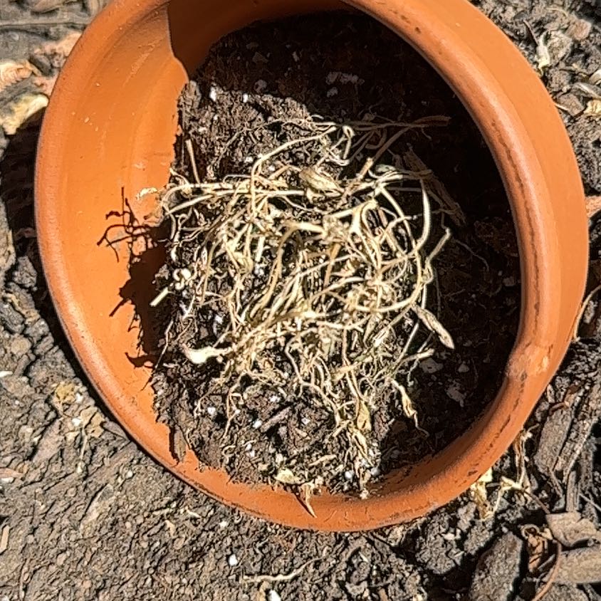 Photo of the plant species Snow Alyssum by @GreatHoupara1 named Zeus on Greg, the plant care app
