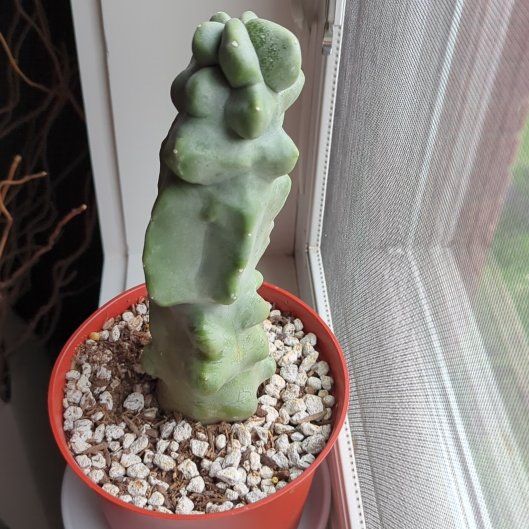 Photo of the plant species Totem Pole Cactus by @PeachyCapeweed named Tom Tom on Greg, the plant care app