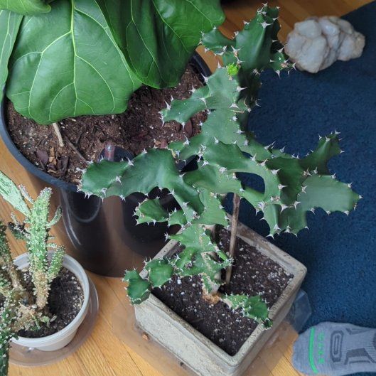 Photo of the plant species Twisted Euphorbia by @PeachyCapeweed named Twister on Greg, the plant care app