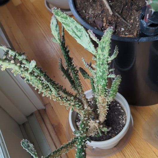 Photo of the plant species Variegated Joseph's Coat by @PeachyCapeweed named Xena on Greg, the plant care app