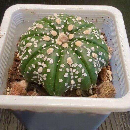 Photo of the plant species Astrophytum 'Super Kabuto' by @PeachyCapeweed named Oscar on Greg, the plant care app