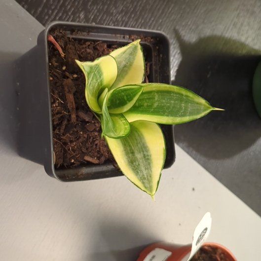 Photo of the plant species Golden Hahnii Snake Plant by @PeachyCapeweed named Elle on Greg, the plant care app