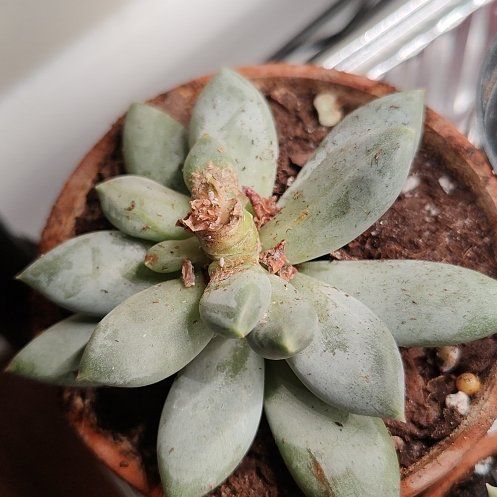 Photo of the plant species Pachyveria glauca 'Little Jewel' by @HappyChollipo16 named Elle on Greg, the plant care app