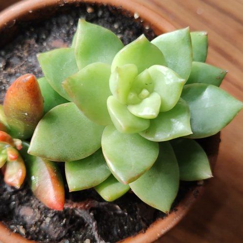 Photo of the plant species Echerveria 'Gilva' by @HappyChollipo16 named Vera on Greg, the plant care app