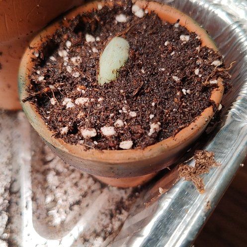 Photo of the plant species Pachyveria glauca 'Little Jewel' by @HappyChollipo16 named Experiment on Greg, the plant care app