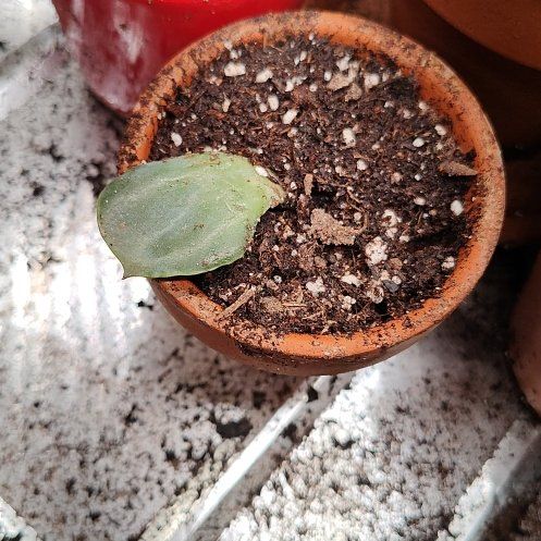 Photo of the plant species Happy Green Echeveria by @HappyChollipo16 named Hope on Greg, the plant care app