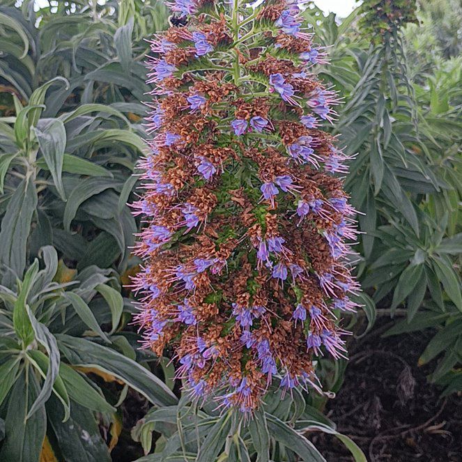 Photo of the plant species Pride of Madeira by @YummyBonsi16 named Dax on Greg, the plant care app