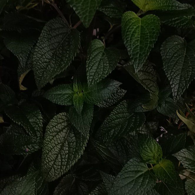 Photo of the plant species Anise-Scented Sage by @YummyBonsi16 named Navajo on Greg, the plant care app