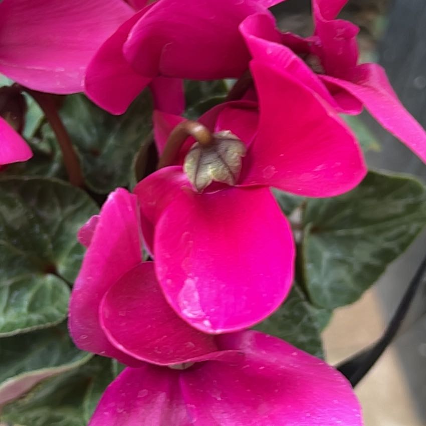 Photo of the plant species Persian Cyclamen Latinia Series by @WinCoralberry74 named Lavender on Greg, the plant care app