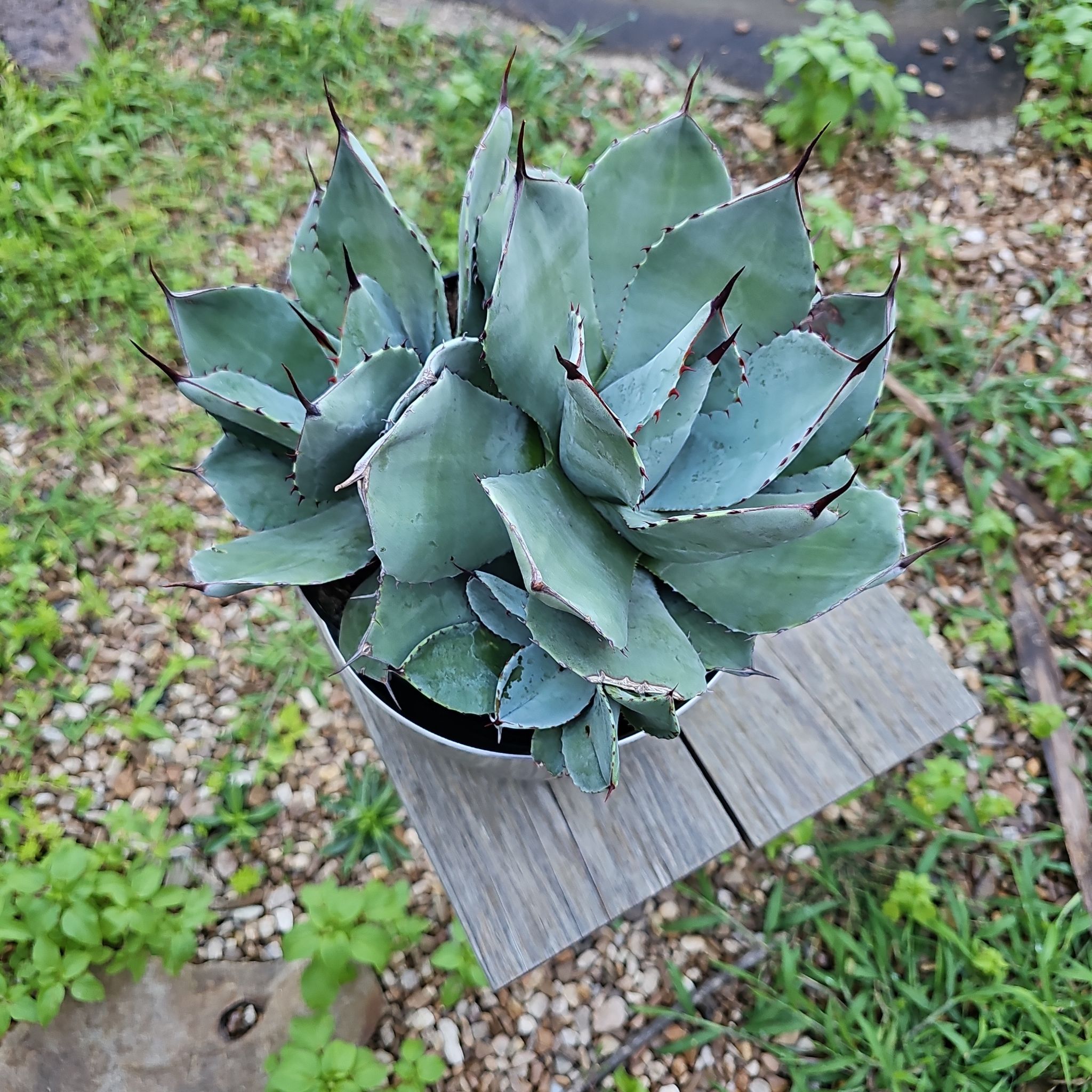 Photo of the plant species Artichoke Agave by @FlyingSpicebush named Planty on Greg, the plant care app