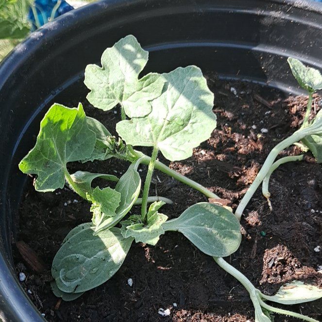 Photo of the plant species Watermelon by @BunnieMommie named Lola on Greg, the plant care app