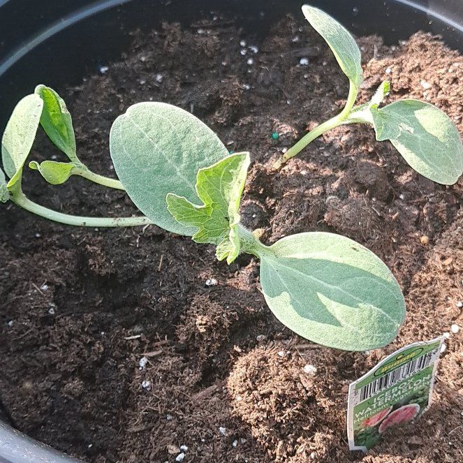Photo of the plant species Watermelon by @BunnieMommie named Anne on Greg, the plant care app