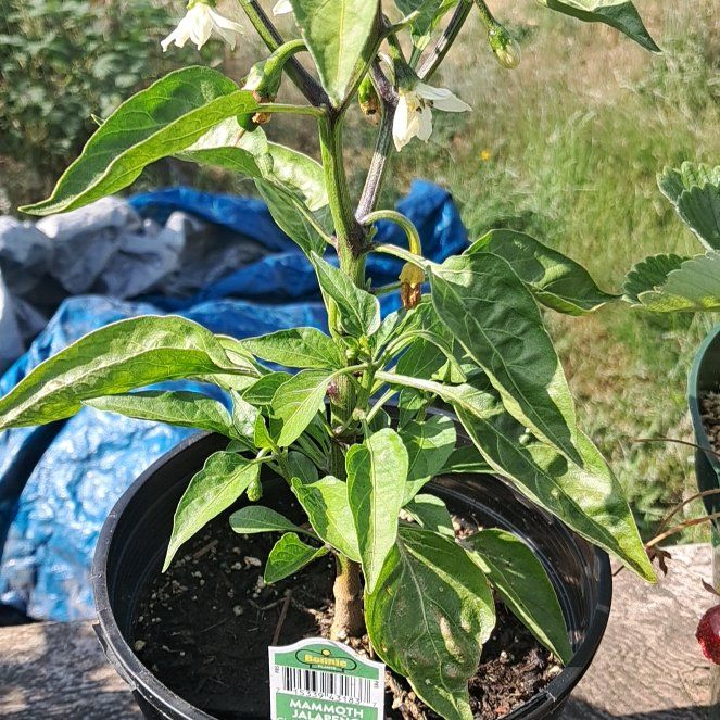 Photo of the plant species Giant Jalapeno Pepper by @BunnieMommie named Keanu Leaves on Greg, the plant care app