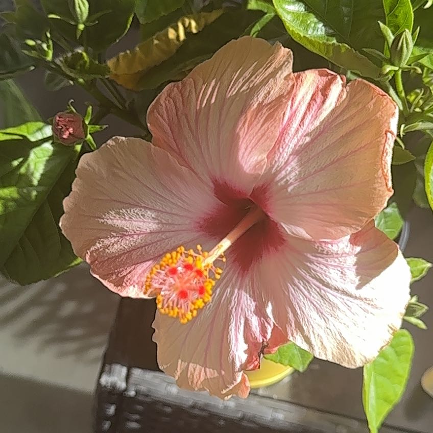 Photo of the plant species Hibiscus 'Luna Rose' by @HipAnacua45 named Lunar on Greg, the plant care app
