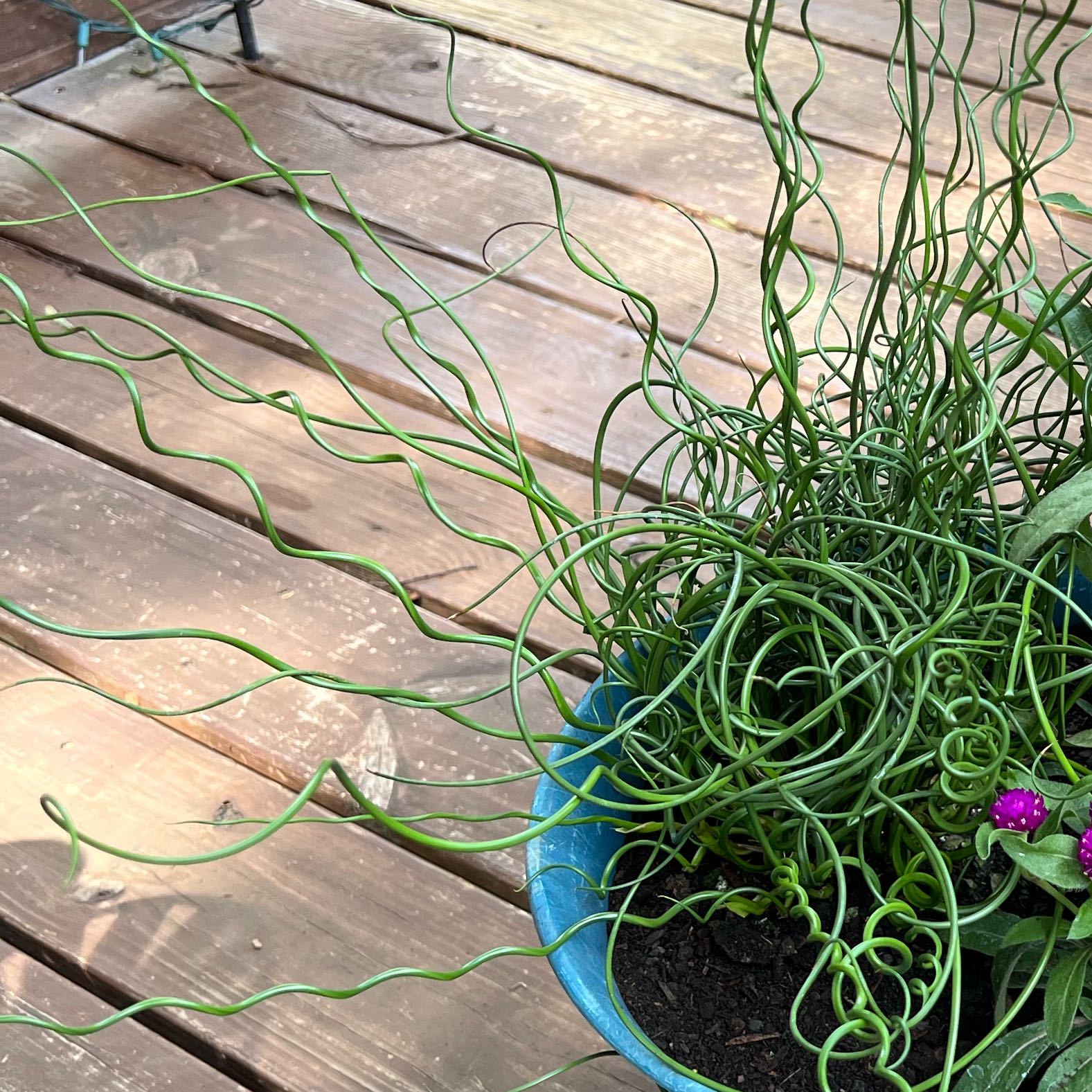 Plant care for Arctic Rush on Greg, the plant care app