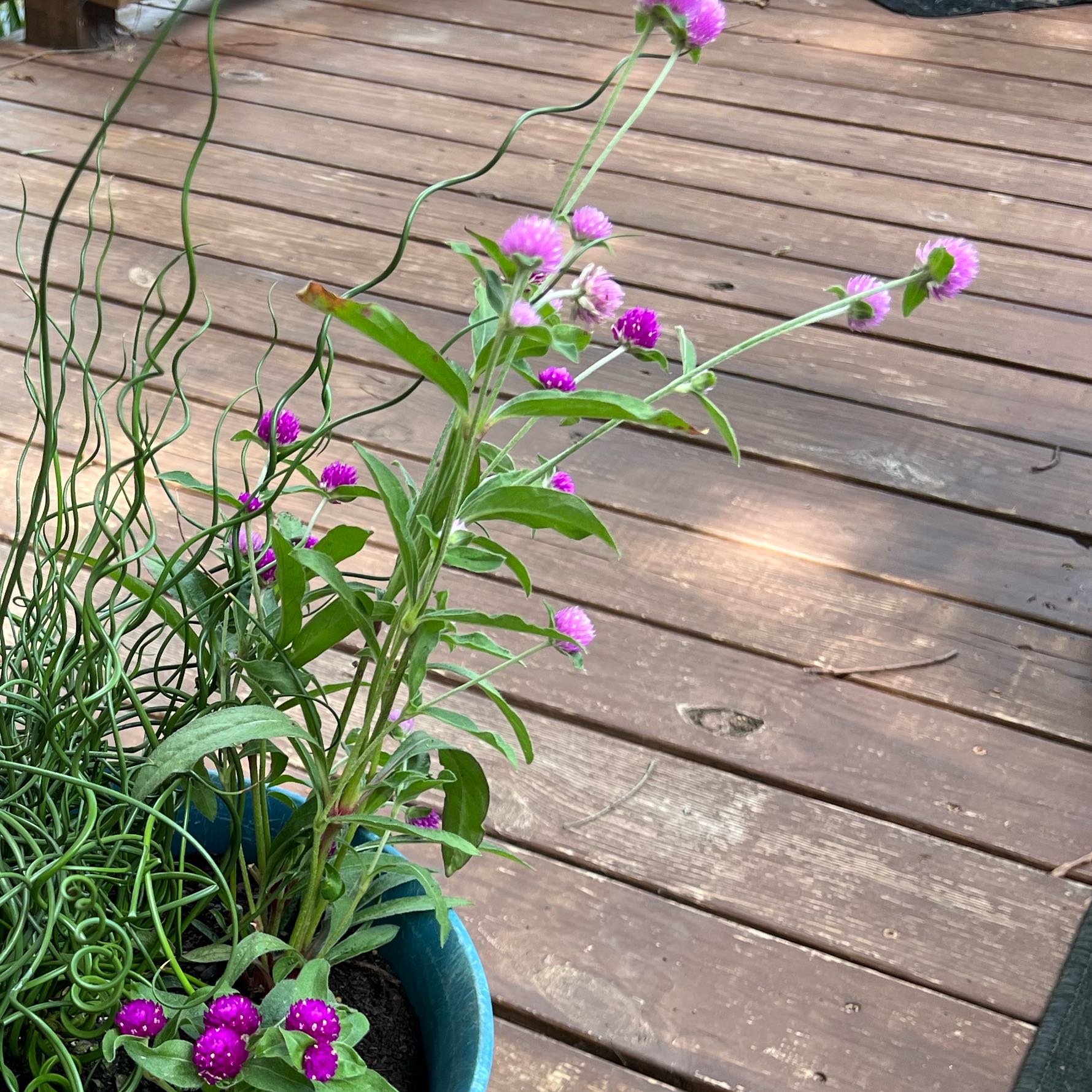 Photo of the plant species Gomphrena by @FabMoss70 named Muhammad Ali on Greg, the plant care app