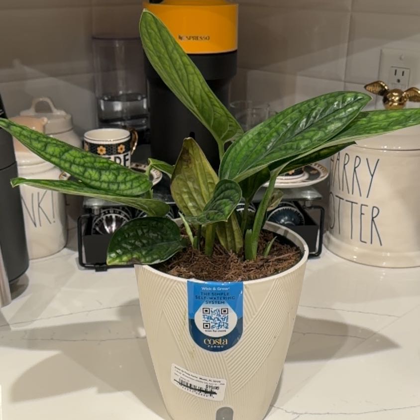Photo of the plant species Green Galaxy Monstera by @Studd3dbeltz named Naomi on Greg, the plant care app