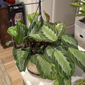 Photo of the plant species Maranta 'Silver Band' by @Studd3dbeltz named Leaf Erickson on Greg, the plant care app