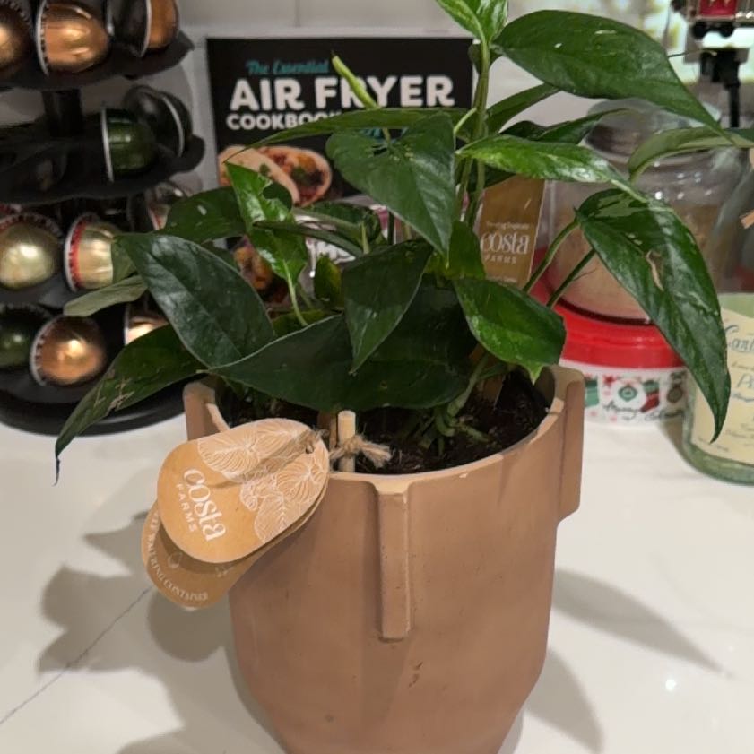 Photo of the plant species Pothos Albo by @Studd3dbeltz named Lavender on Greg, the plant care app