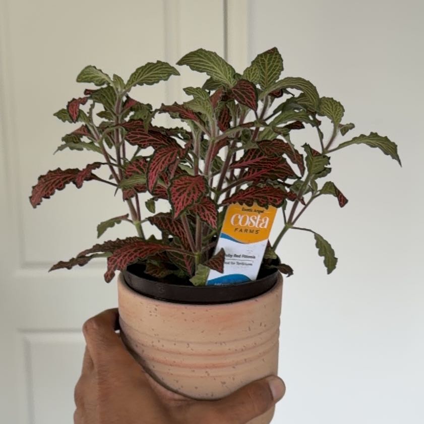Photo of the plant species Nerve Plant by @Studd3dbeltz named Hamilton on Greg, the plant care app