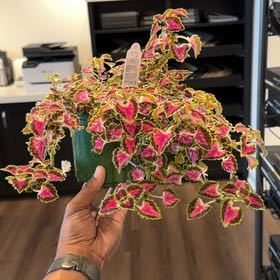 Photo of the plant species Coleus 'Great Falls® Angel' by @Studd3dbeltz named Beyonce on Greg, the plant care app