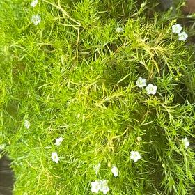 Photo of the plant species Scotch Moss by @SugarDaisy15 named Homer on Greg, the plant care app