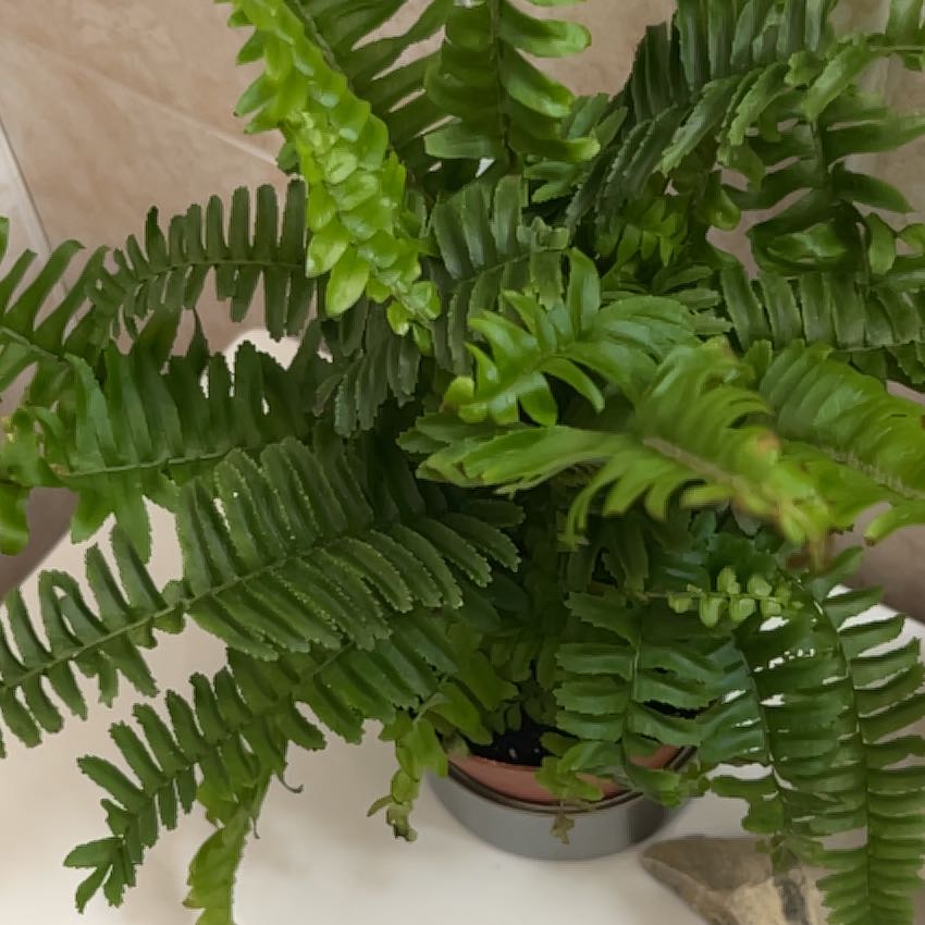 Photo of the plant species Jesters Crown Fern by @DearMedeola71 named Orwell on Greg, the plant care app