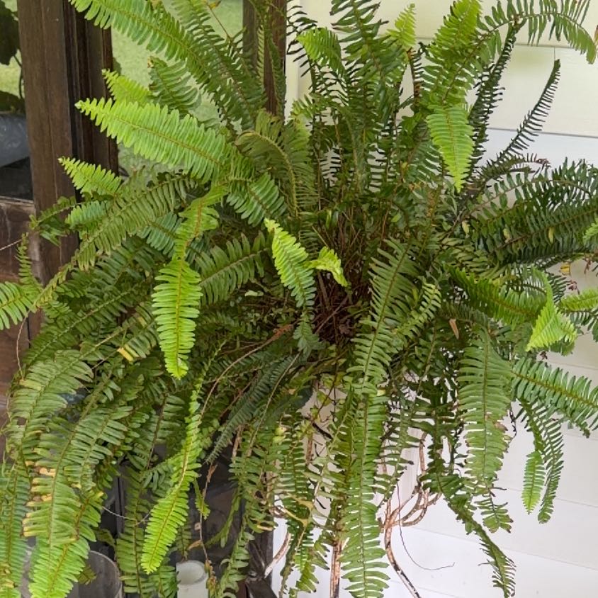 Photo of the plant species Kimberly Queen Fern by @Philopothead40 named Drake on Greg, the plant care app