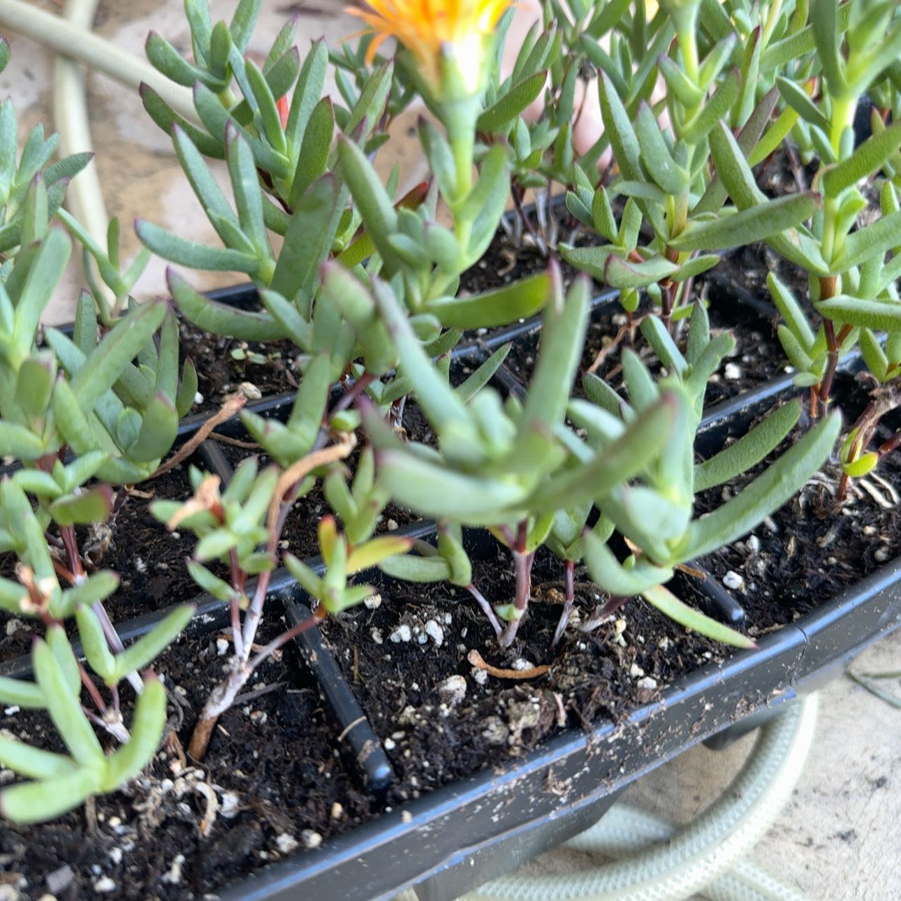 Photo of the plant species Trailyng Iceplant by @FabRoseheath51 named Darwin on Greg, the plant care app