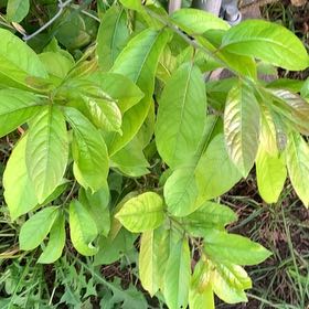 Photo of the plant species Common Buttonbush by @YesRedlog25 named Shakira on Greg, the plant care app