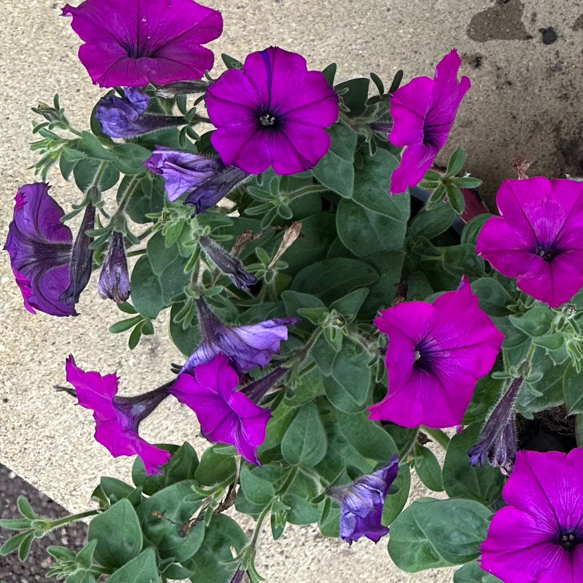 Photo of the plant species Trailing Petunia by @SirMugwort34 named Sonora on Greg, the plant care app