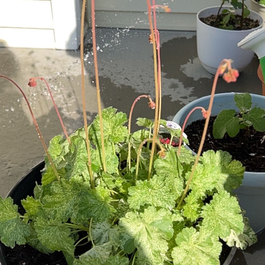 Photo of the plant species Heuchera 'Snow Angel' by @EquippedBagpod8 named Dax on Greg, the plant care app