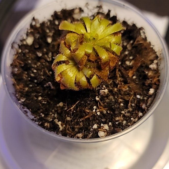 Plant care for Cai Xin, Chye Sim, Choi Sum, Yu Choy, or Chinese Flowering Cabbage on Greg, the plant care app