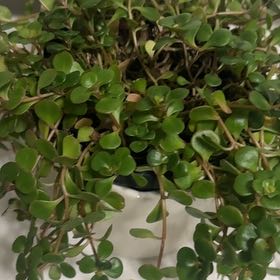 Plant care for Jade on Greg, the plant care app