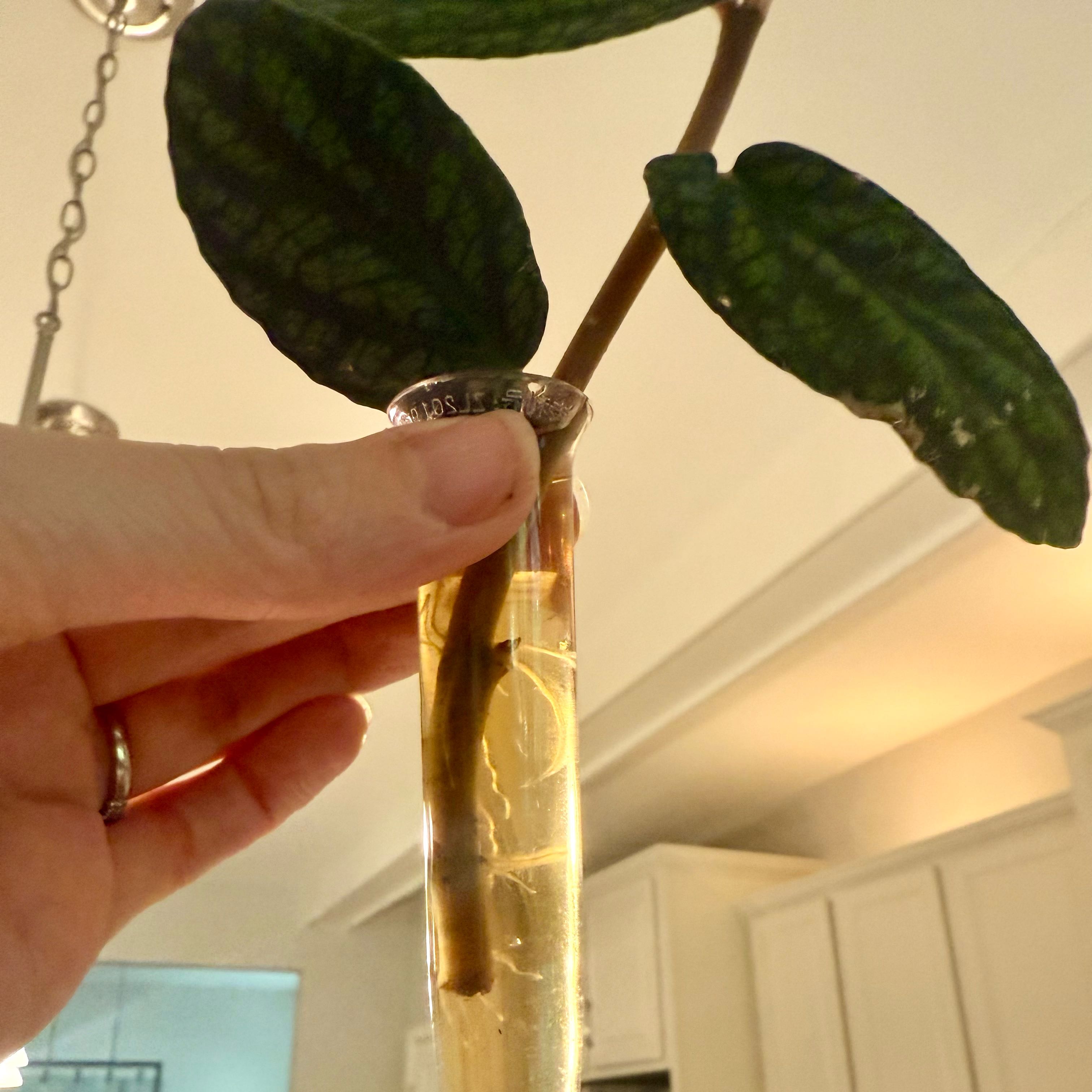 Photo of the plant species Polynesian Ivy by @HotPinoak55 named Harmony on Greg, the plant care app