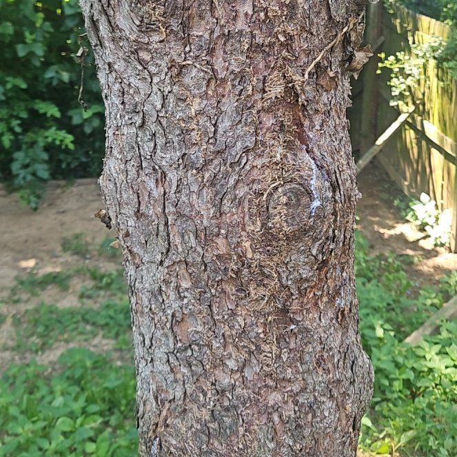 Photo of the plant species Swiss Pine by @UltraPansy23 named James Dean on Greg, the plant care app