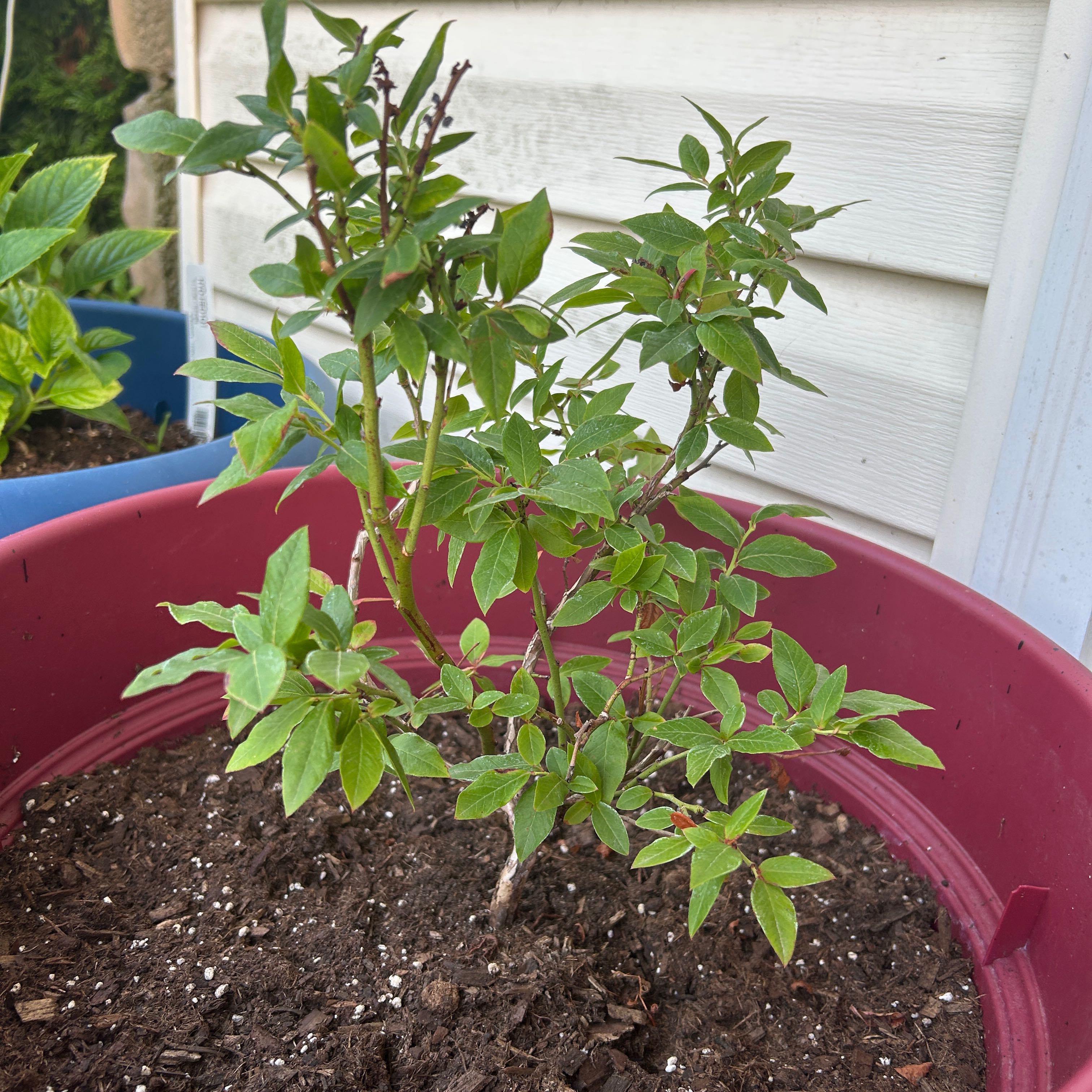 Photo of the plant species Tophat Blueberry by @BigtimeCapealoe named Winston on Greg, the plant care app