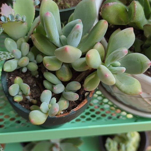 Photo of the plant species sticky moonstones by @PerkyFittonia65 named Bieber on Greg, the plant care app