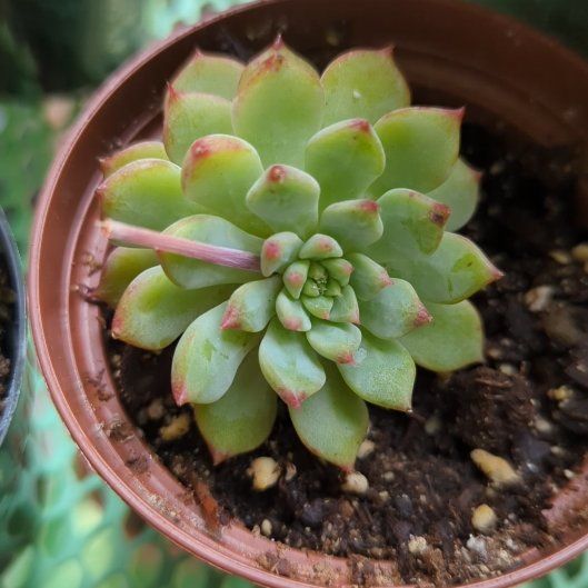 Photo of the plant species Echeveria 'Tippy' by @PerkyFittonia65 named Shakira on Greg, the plant care app