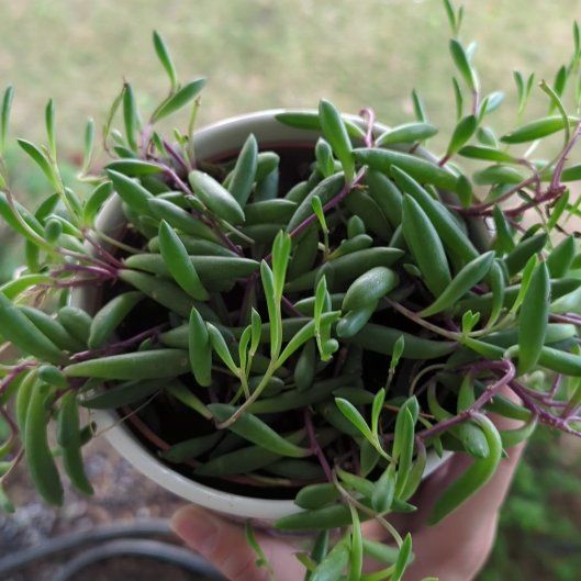 Photo of the plant species Ruby Necklace Plant by @PerkyFittonia65 named Captain Plant-it on Greg, the plant care app