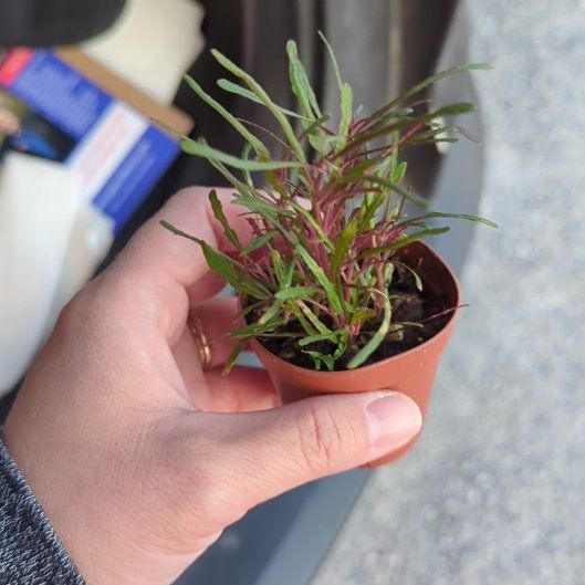 Photo of the plant species Dragon's Tongue by @PerkyFittonia65 named Walt on Greg, the plant care app