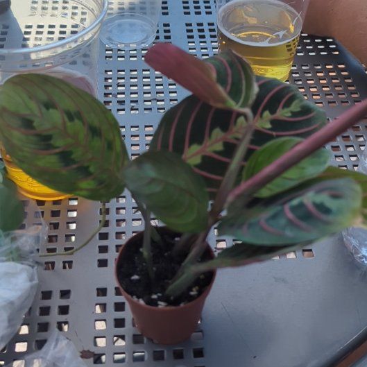 Photo of the plant species Marantha Red by @PerkyFittonia65 named Aristotle on Greg, the plant care app