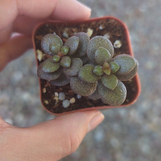 Photo of the plant species Carnival Variegata Jade by @PerkyFittonia65 named Kylie on Greg, the plant care app