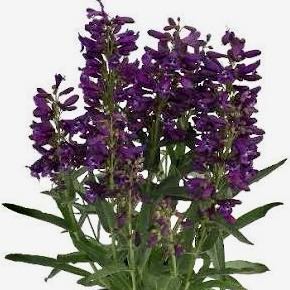 Photo of the plant species Beardtongue by @KimZlight named Nightshade on Greg, the plant care app
